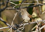 House Wren