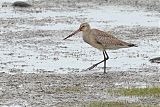 Hudsonian Godwit