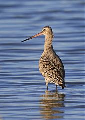 Hudsonian Godwit