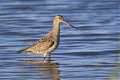 Hudsonian Godwit