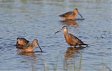 Hudsonian Godwit