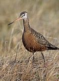 Hudsonian Godwit