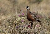 Hudsonian Godwit