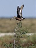 Hudsonian Godwit