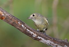 Hutton's Vireo