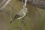 Hutton's Vireo