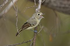 Hutton's Vireo