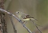 Hutton's Vireo