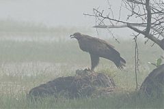 Imperial Eagle