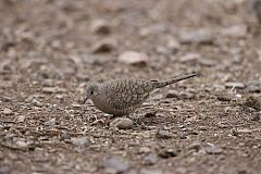 Inca Dove