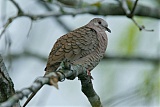 Inca Dove