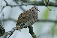 Inca Dove