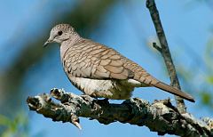 Inca Dove