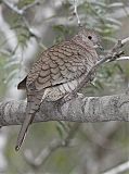 Inca Dove