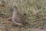 Inca Dove