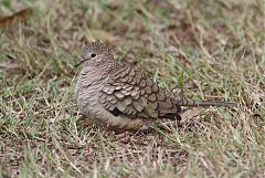 Inca Dove