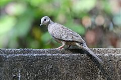 Inca Dove