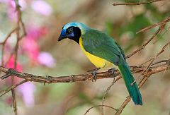 Green Jay