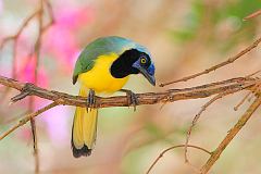 Green Jay