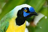 Green Jay