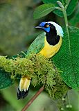 Green Jay