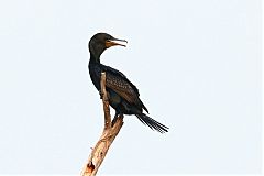 Indian Cormorant
