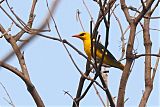 Indian Golden Orioleborder=