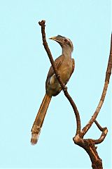 Indian Gray Hornbill
