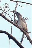 Indian Gray Hornbillborder=