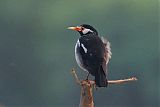 Indian Pied Starlingborder=