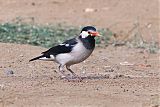 Indian Pied Starlingborder=