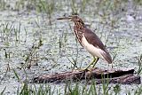 Indian Pond-Heronborder=