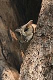 Indian Scops-Owlborder=