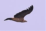 Indian Vultureborder=