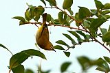 Indian White-eyeborder=