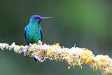 Indigo-capped Hummingbirdborder=