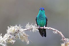 Indigo-capped Hummingbird