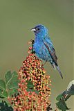 Indigo Bunting