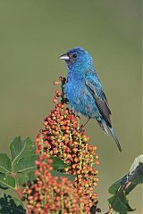 Indigo Bunting