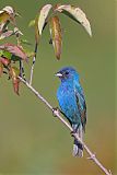 Indigo Bunting