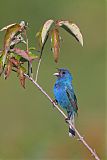 Indigo Bunting