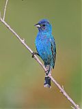 Indigo Bunting