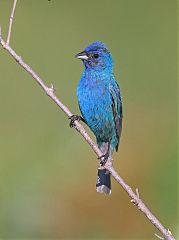 Indigo Bunting