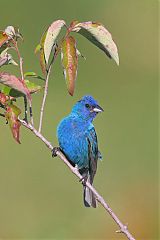 Indigo Bunting