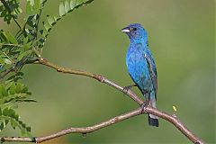 Indigo Bunting