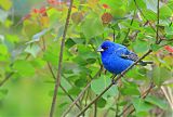 Indigo Bunting