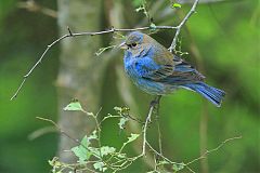 Indigo Bunting