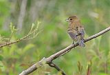 Indigo Bunting