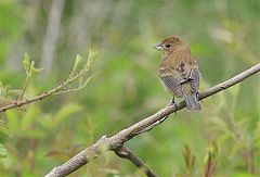 Indigo Bunting