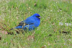 Indigo Bunting